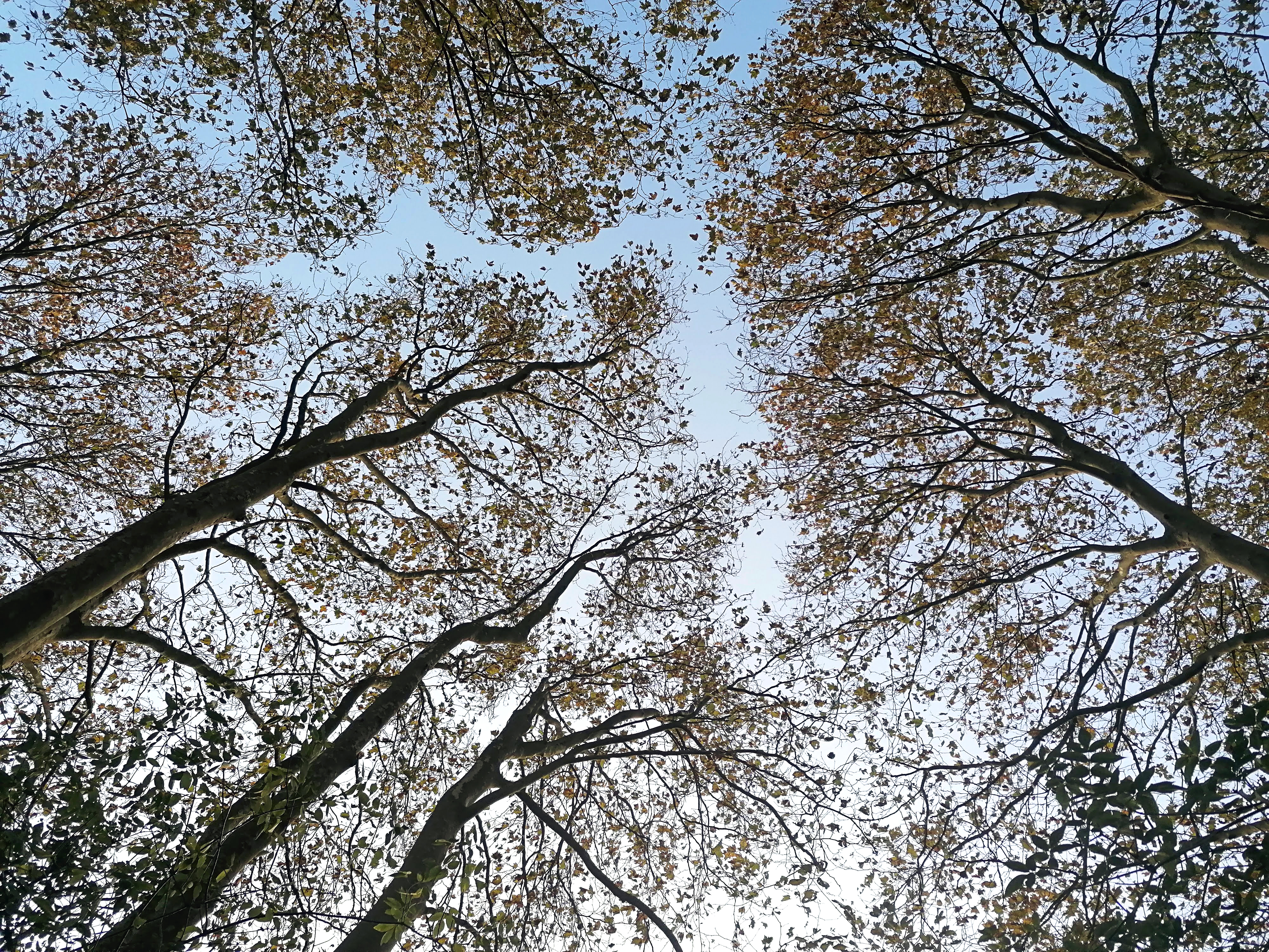 arbre vue contre plongé